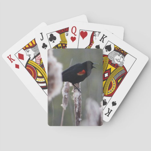 Schwarzvogel (Agelaius phoeniceus) Spielkarten (Rückseite)