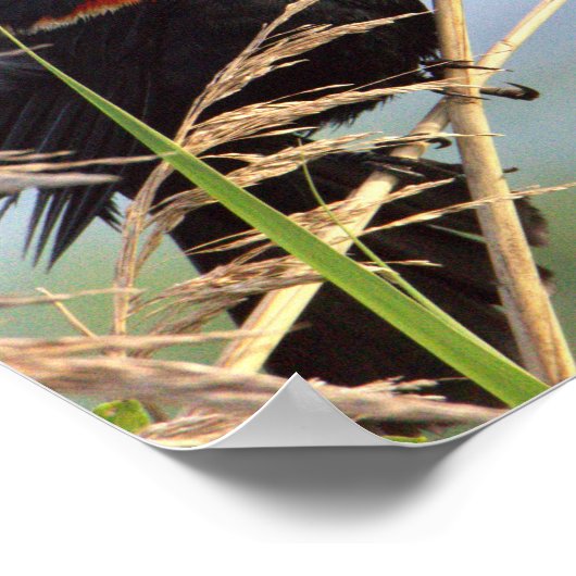 Schwarzvogelposter Poster (Ecke)