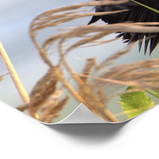 Schwarzvogelposter Poster (Ecke)