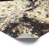 Schwarzvogelposter Poster (Ecke)