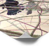 Schwarzvogelposter Poster (Ecke)