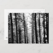 Schwarzwald in Weiß Postkarte (Vorne/Hinten)
