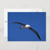 Schwarzweiß-Albatross im Flug Postkarte (Vorne/Hinten)