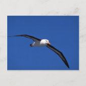 Schwarzweiß-Albatross im Flug Postkarte (Vorderseite)