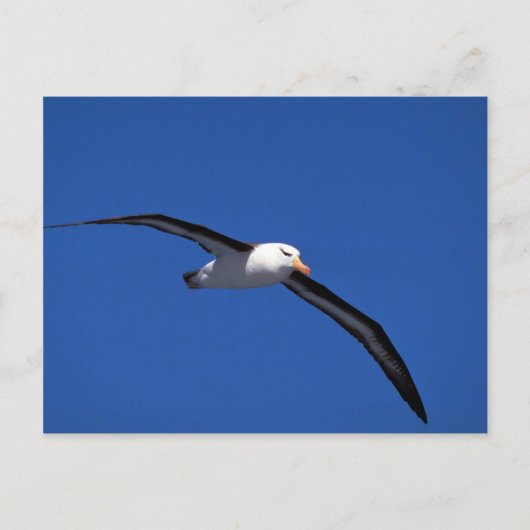 Schwarzweiß-Albatross im Flug Postkarte (Vorderseite)