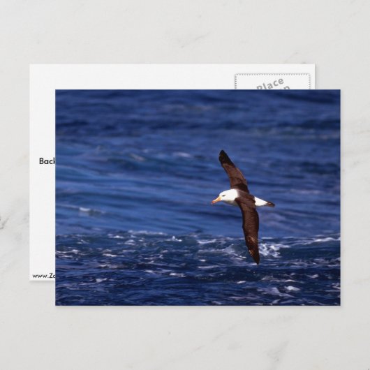 Schwarzweiß-Albatross im Flug Postkarte (Vorne/Hinten)