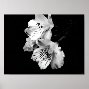 Schwarzweiss-Alstroemeria-Lilien-Plakat Poster