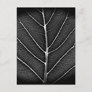 Schwarzweiß-Aufnahme eines leuchtenden Blattes in Feiertagspostkarte