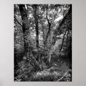 Schwarzweiß-Birkenwald Poster (Vorne)
