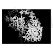 Schwarzweiß-Blume (Vorderseite (Horizontal))