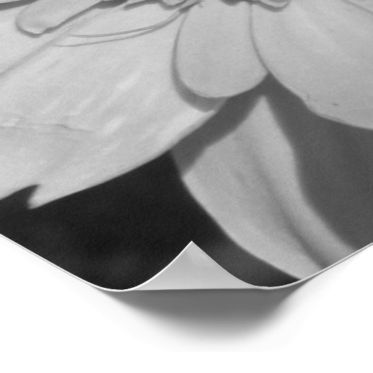 Schwarzweiß-Blume-Poster Poster (Ecke)