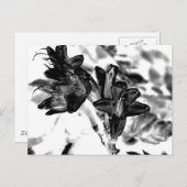 Schwarzweiß-Blume Postkarte (Vorne/Hinten)