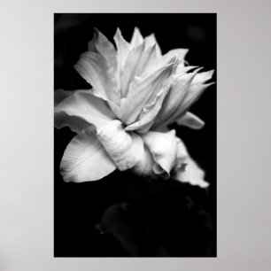 Schwarzweiss-Blumenphotographie des Clematis-1 Poster