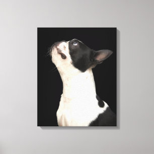 Schwarzweiss-Boston Terrier, das oben schaut Leinwanddruck