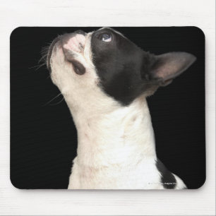Schwarzweiss-Boston Terrier, das oben schaut Mousepad