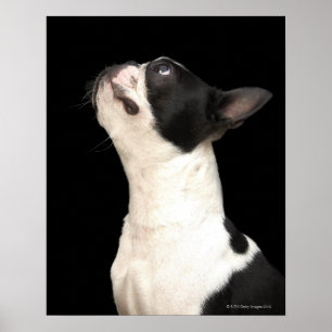 Schwarzweiss-Boston Terrier, das oben schaut Poster