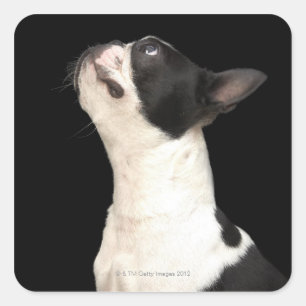 Schwarzweiss-Boston Terrier, das oben schaut Quadratischer Aufkleber