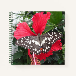Schwarzweiß-Butterfly auf Hibiskus-Notebooks Notizblock
