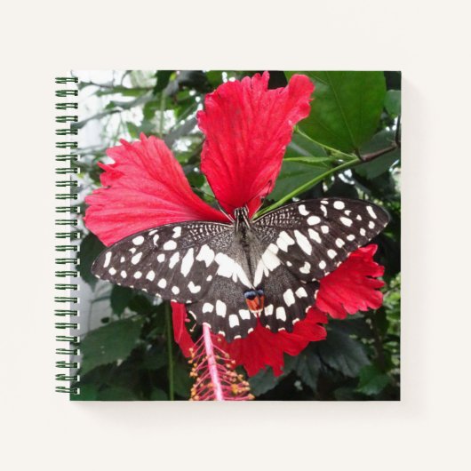Schwarzweiß-Butterfly auf Hibiskus-Notebooks Notizblock (Vorderseite)