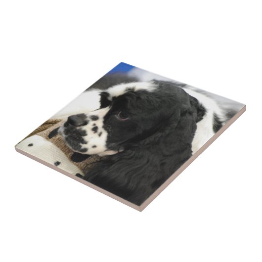 Schwarzweiss-Cocker spaniel Trivet Fliese (Seite)