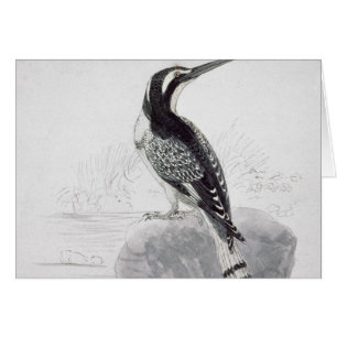 Schwarzweiss-Eisvogel