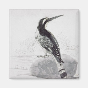 Schwarzweiss-Eisvogel Magnet