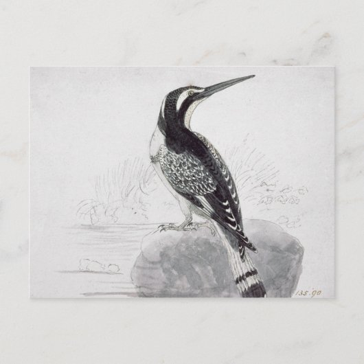 Schwarzweiss-Eisvogel Postkarte (Vorderseite)