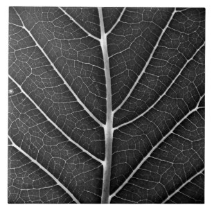 Schwarzweiß glühendes Blatt Nahaufnahme Fliese