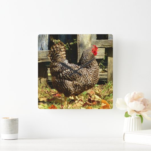 Schwarzweiss-Huhn Quadratische Wanduhr (Zuhause)