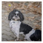 Schwarzweiss-Hund Fliese (Vorderseite)