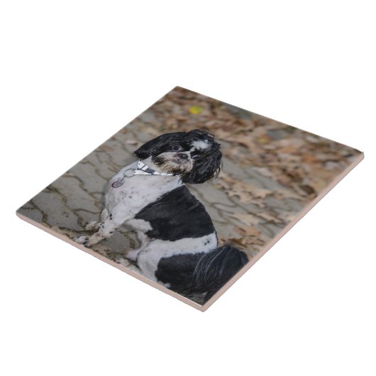 Schwarzweiss-Hund Fliese (Seite)