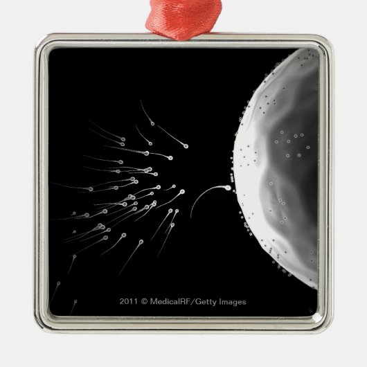 Schwarzweiss-Illustration der Düngung Silbernes Ornament (Vorne)