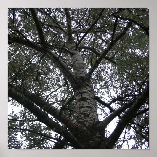 Schwarzweiß in der Natur Poster (Vorne)