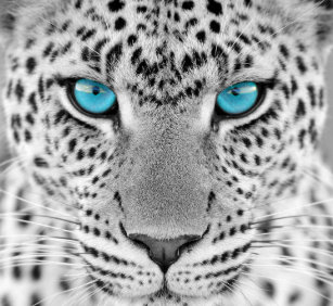 Blaue Augen Katze Mousepads Zazzle De