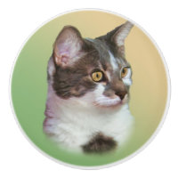 Schwarzweiss-Katze, kundengerecht