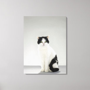 Schwarzweiss-Katze mit glühenden grünen Augen Leinwanddruck