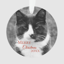 Schwarzweiss-Katzen-Weihnachten