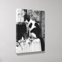 Schwarzweiß-Katzenfoto