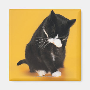 Schwarzweiss-Katzenreinigungsgesicht mit der Tatze Magnet