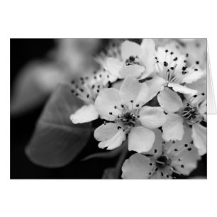 Schwarzweiss-Kirschblüte