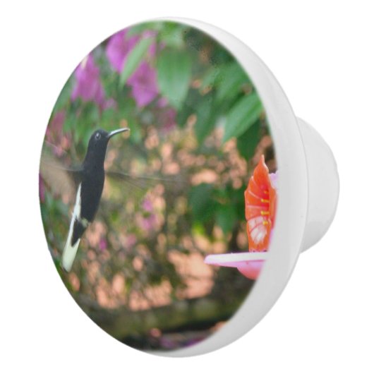 Schwarzweiss-Kolibrifliegen an einer Zufuhr Keramikknauf (Rechts)