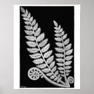 Schwarzweiß-Lace-Farn-Vintage-Plakat Kunstprint Poster