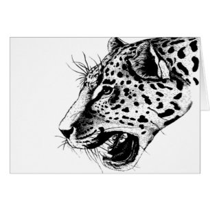 Schwarzweiß-Leopard