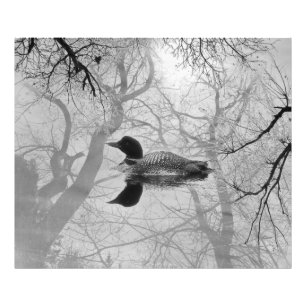 Schwarzweiss-Loon auf einem Seedruck Fotodruck