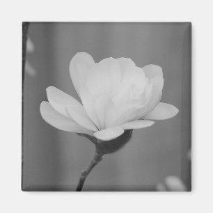 Schwarzweiss-Magnoliecentennial-Blüte Magnet