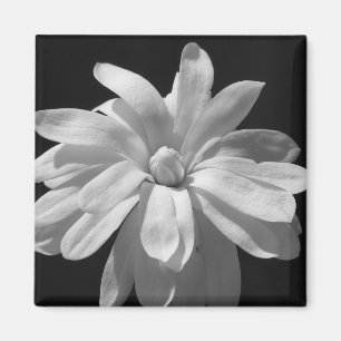 Schwarzweiss-MagnolieCentennial Magnet