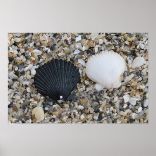 Schwarzweiß-Muscheln-Plakat Poster