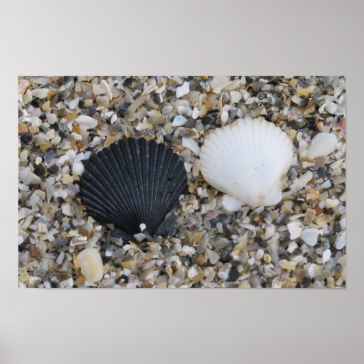 Schwarzweiß-Muscheln-Plakat Poster (Vorne)