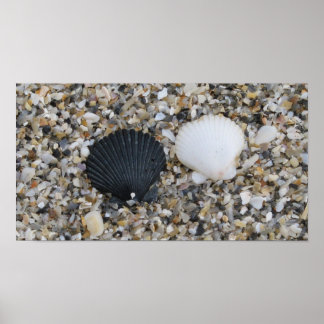 Schwarzweiß-Muscheln-Plakat Poster