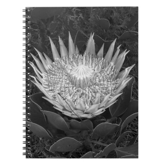 Schwarzweiß-Protea-Notebook Notizblock (Vorderseite)